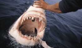 网红博主吃瓜鲨鱼,惊险瞬间引网友热议